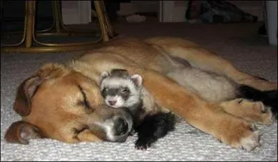 Terminez ces paroles de chanson : Il court, il court ...