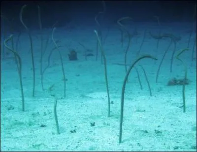 Prte  se rfugier dans son trou  la moindre alerte, elle se nourrit de plancton !