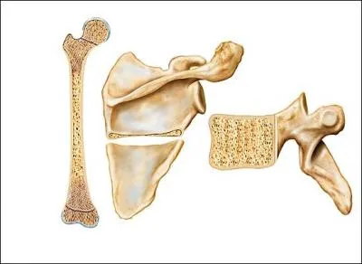 Comment s'appelle le seul os qui ne soit pas articul avec un autre os ?