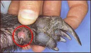 Animal australien, le mle possde un peron, comme vous pouvez le voir sur la photo, mais pas trs venimeux. Amateur de termites et fourmis !