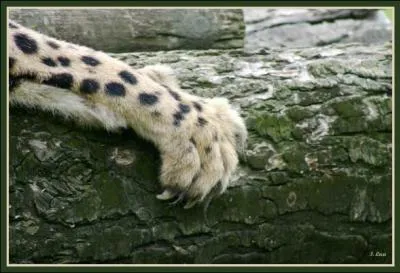 Capable de mettre trs vite une papatte devant l'autre, afin de faire trbucher sa proie !