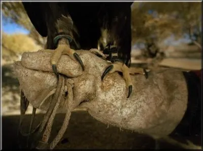 Emblme des rois et des lgions romaines !