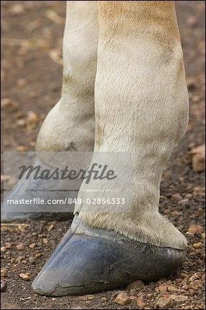 Une expression prcise que l'on peut la peigner, cette expression semble avoir une connotation sexuelle et masturbatoire !