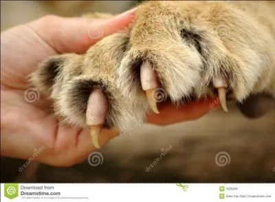 Lorsqu'il part  la conqute d'un territoire, les femelles ont tout intrt  cacher leurs petits !