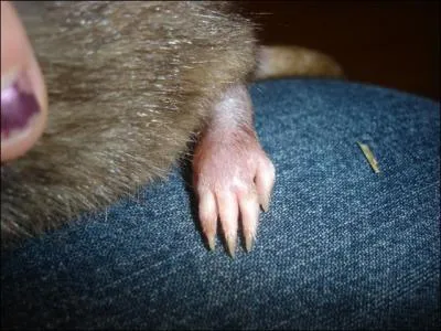 Animal particulirement intelligent, il rsiste  beaucoup de choses et apprcie vos ordures !