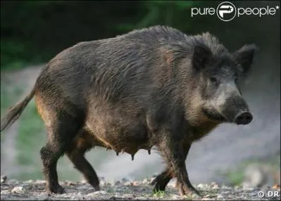 Comment s'appelle la femelle du sanglier ?