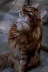 Mais regardez-moi ce regard amoureux et cet air sexy ! A qui donc s'adressent-ils ?