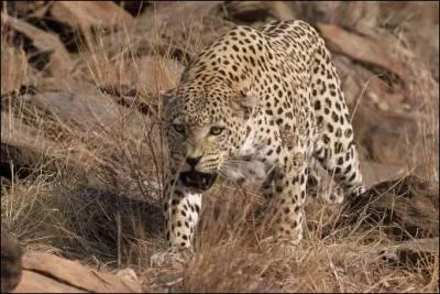 De quelle manire un flid chasse-t-il ?