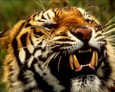 Combien de dents les flins possdent-ils ?