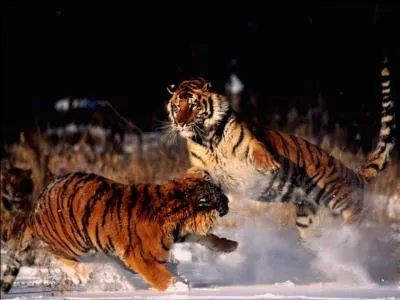 Les flins sont-ils gnralement solitaires ou sociables ?