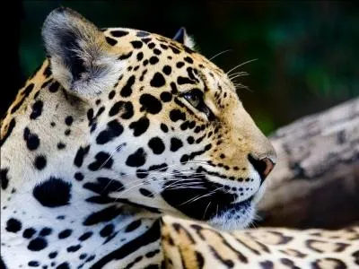 Quel est le sens le plus dvelopp chez les grands flins ?