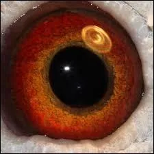 A qui appartient cet oeil ?