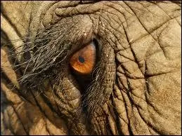 A qui appartient cet oeil ?