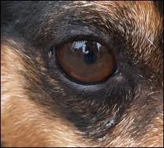 A qui appartient cet oeil ?