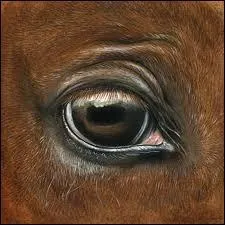 A qui appartient cet oeil ?