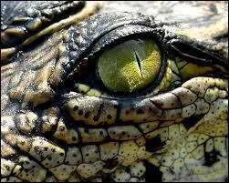 A qui appartient cet oeil ?