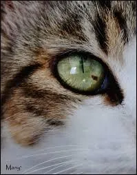 A qui appartient cet oeil si mignon ?