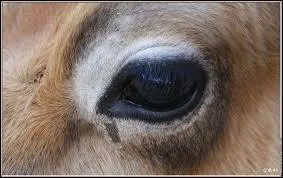 A qui appartient cet oeil ?