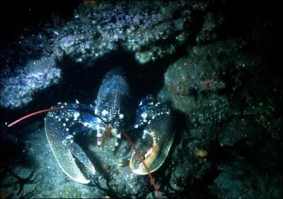 Combien de pattes a un homard ?