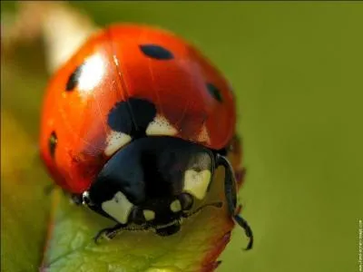 Que peut-on dterminer grce aux points sur une coccinelle ?