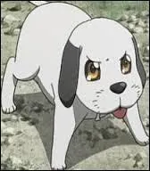 Quel est le nom de ce petit chien ?