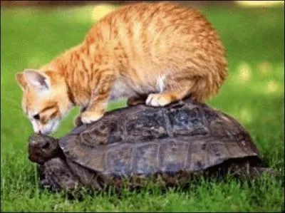 On dit parfois d'un chat qu'il est  caille de tortue  . Que signifie ce terme ?
