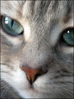 Je suis noir aux yeux ambrs. Que peut-on dire sur moi ?