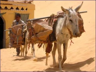 Quel peuple vnrait les chats ?