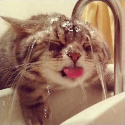 Les chats ont-ils peur de l'eau ?
