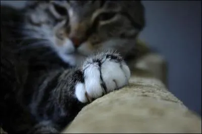 Combien les chats ont-ils de griffes ?