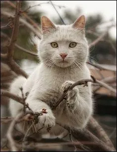 Je te fixe dans les yeux sans bouger. Que signifie mon attitude ?