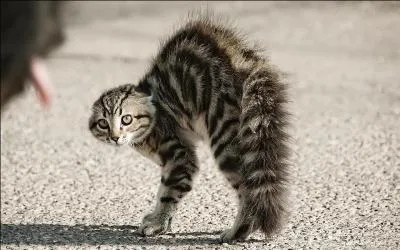 Mon pelage se hrisse et a doubl de volume. J'ai les oreilles plaques sur le crne. Que signifie mon attitude ?