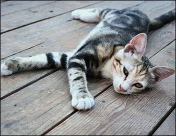 Ma queue est en S. Je regarde autour de moi. Que signifie mon attitude ?