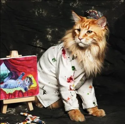 Comment sont appels les chats stars du Web ?