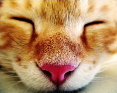 Parmi ces 3 animaux quels sont ceux qui sont des flins comme les chats ?