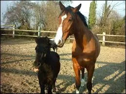 Cheval ou poney, comment les reconnatre ?