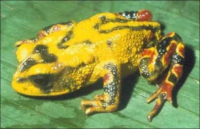 En quelle anne le crapaud dor s'est-il teint ?