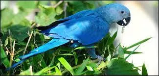 En quelle anne l'ara de Spix a-t-il disparu de son habitat naturel ?