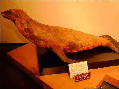 En quelle anne l'otarie du Japon s'est-elle teinte ?