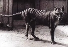 En quelle anne le loup marsupial s'est-il teint ?
