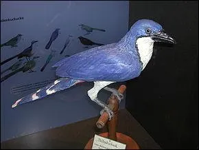 En quelle anne le coua de Delalande s'est-il teint ?