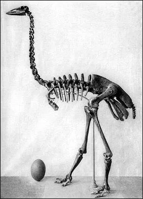 En quelle anne l'oiseau-lphant s'est-il teint ?
