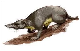 En quelle anne les Nesophontidae se sont-ils teints ?