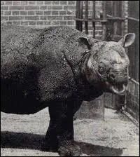 En quelle anne le rhinocros de Java vietnamien s'est-il teint ?