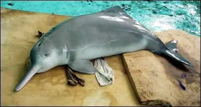 En quelle anne le dauphin de Chine s'est-il teint ?