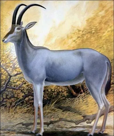 En quelle anne l'hippotrague bleu s'est-il teint ?