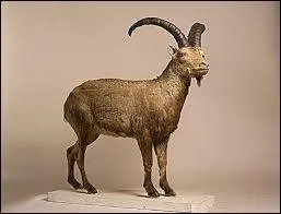 En quelle anne le bouquetin des Pyrnes s'est-il teint ?