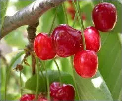 Quelle ville possde de belles cerisaies ?