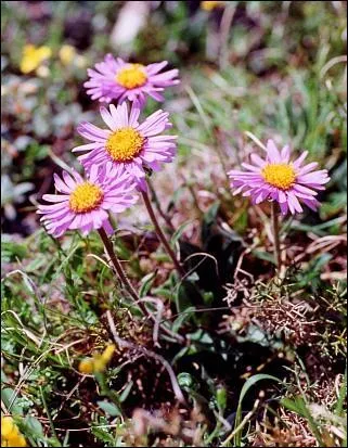 Quel est le nom de cette fleur de montagne ?
