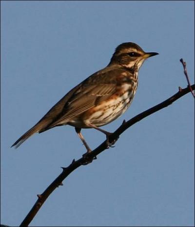 Quel est cet oiseau ?